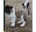 Schöne Akita Welpen bereit zu neuen Häusern zu gehen