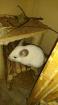 Chinchilla - Chilli