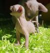 Canadian-sphynx Mädchen