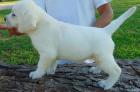 Labradorwelpen 10 Wochen alt entwurmt
