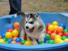 Super süße Husky Babys in seltener Farbe ab sofort abzugeben