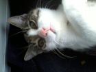 Operationkosten Kater Joshi nach Trümmerbruch