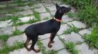 Liebe Dobermann Welpen reinrassig aus liebevoller Aufzucht mit Papiere