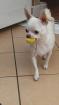 Liebevolle Zuckersüße Wunderschöne Reinrassige mini Chihuahua Welpen 10 Wochen