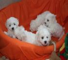Wunderschöne Bichon Frise Welpen mit Papiere