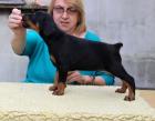 Dobermannwelpen mit FCI Ahnentafel Abnahme gleich 2 schwarze Rüden
