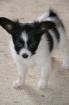 Papillon Papillonwelpen