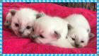 Birma Babys aus seriöser registrierte Hobbyzucht mit Sitz im Nordrhein-Westfale
