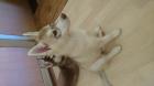 Siberian Husky Welpe