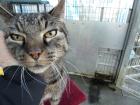 Einsamer Schmusekater Fritz wieder im Tierheim