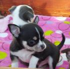 SUPER Chihuahua Welpen in Kurzhaar VDH/FCI. Klasse statt Masse