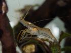 10 Stück Ringelhandgarnele Macrobrachium assamense