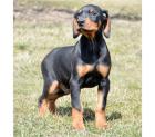 Doberman welpen sind auf der Suche nach einem neuen Zuhause