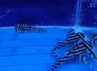 F1 gute Qualität L46 Zebra pleco
