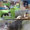 4 Katzen Babys aus Handaufzucht suchen liebevolles Zuhause