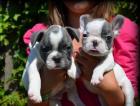 Zwei Französische Bulldogge Rüden schweren Herzens abzugeben