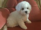 Bichon frise Welpen