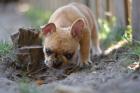 Französische Bulldoggen Welpen Cream Fawn Brindle