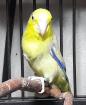 Blaugenick Sperlingspapagei Männchen ca. 4 Jahre alt abzugeben