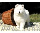 Süßer gesunder Samoyed Welpen