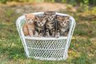 Wunderschöne Bengal-Perser Kitten