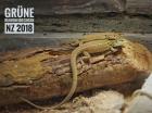 Grüne Ruineneidechse Podarcis siculus campestris NZ 2022 abzugeben