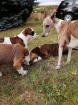 Da Capo Bulldog Bulldog Familienhund
