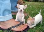 CHIHUAHUA-Welpen Rüden Hündinnen mit Ahnentafel