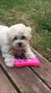 Bichon frise Welpen Allergiker geeignet