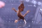 0. 0. 1 Kronengecko Correlophus ciliatus