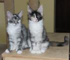Van de Borg hat tolle Maine Coon Babys abzugeben