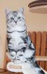 British shorthair Britisch Kurzhaar BKH Kitten Kätzchen