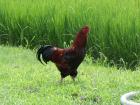 Sperber Marans Grünleger Arucana Königsberger Rhodeländer Sussex Sperber H