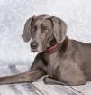 Wurfankündigung Weimaraner-Welpen mit Papieren zertifizierter Zwinger Spitzen-