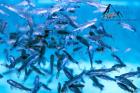 Garra rufa Knabberfische Kangalfische ab 1 70Euro Fischspa Zeugnis