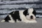 Einmal Shih Tzu immer Shih Tzu