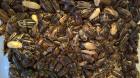 1 kg adulte argentinische Waldschaben Blaptica dubia 50 EUR