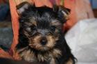 Yorkshire Terrier Welpe Rüde abzugeben