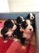 Berner Sennenhund - Welpen Rüden