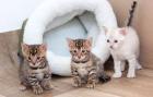 Reinrassige Bengal - Katzen mit Ahnentafel