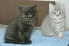 Britisch Kurzhaar. Kätzchen katzenbabys babys Rassekitten Kitten Katzen z