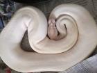 Königspython Morphen adult Mäuse