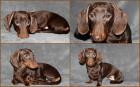Kaninchen -TECKEL - RÜDE CHOKO