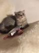 BKH Kater / Kitten- Katzenbabys/ sucht ein liebevollen Zuhause