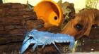 Tagaktive blaue Krebse - Cherax destructor - Yabby