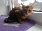 Junger Bengal Kater