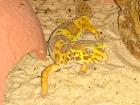 Geckos mit schönen Farben