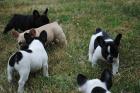 Französische Bulldogge-Welpen- mit Papieren