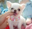 Reinrassiger Chihuahua Welpe Rüde aus Deutscher kontrollierter Zucht