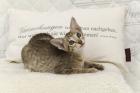 Reinrassige Herzensbrecher Peterbald OKH